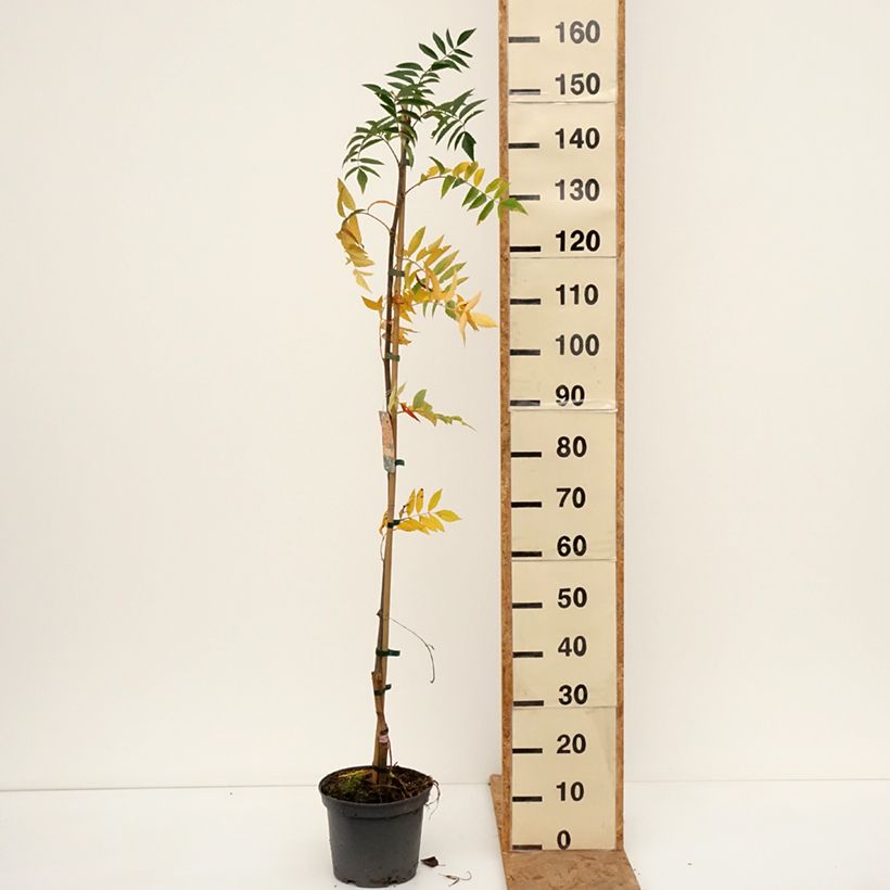 Amostra de Sorbier - Sorbus x arnoldiana Copper Glow Pot de 4L/5L tal como entregue no outono