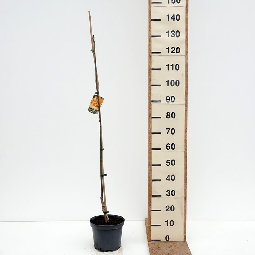 Amostra de Sorbus arnoldiana Copper Glow - Tramazeira Vaso de 4 L/5 L tal como entregue no inverno