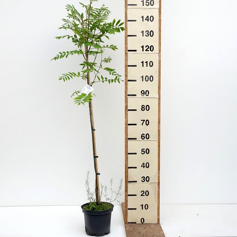Amostra de Sorbus arnoldiana Copper Glow - Tramazeira Vaso de 4 L/5 L tal como entregue na primavera