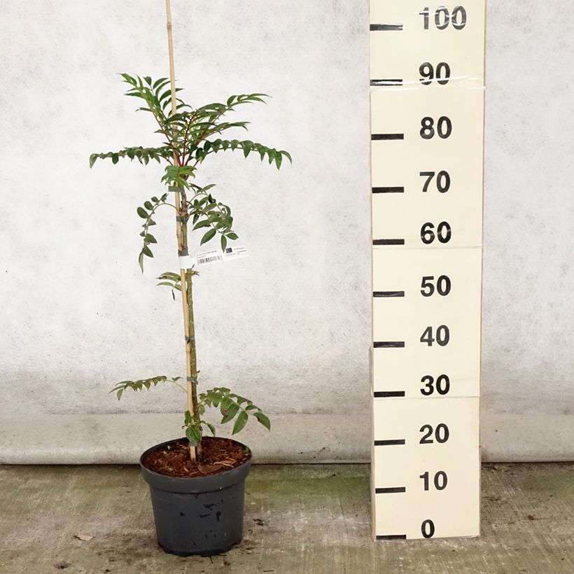 Amostra de Tramazeira Autumn Spire - Sorbus aucuparia Vaso de 4 L/5 L tal como entregue no verão