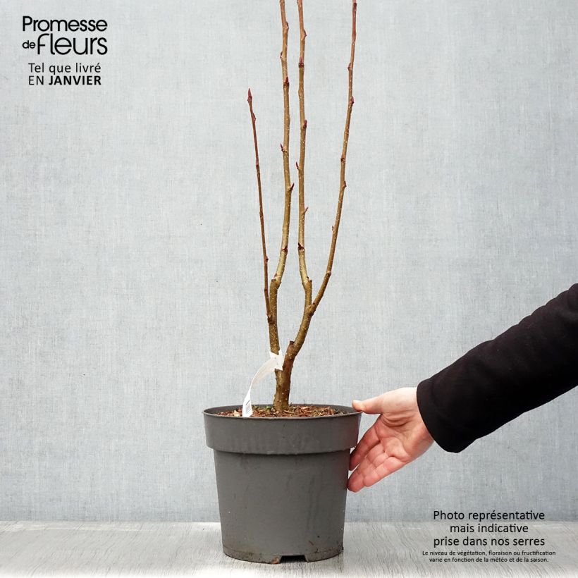 Amostra de Tramazeira Autumn Spire - Sorbus aucuparia Vaso de 4 L/5 L tal como entregue no inverno