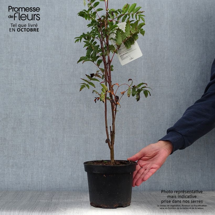 Amostra de Tramazeira - Sorbus aucuparia Vaso de 2 L/3 L tal como entregue no outono