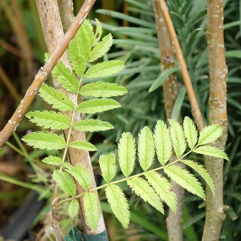 Sorbus matsumurana - Sorveira (Folhagem)