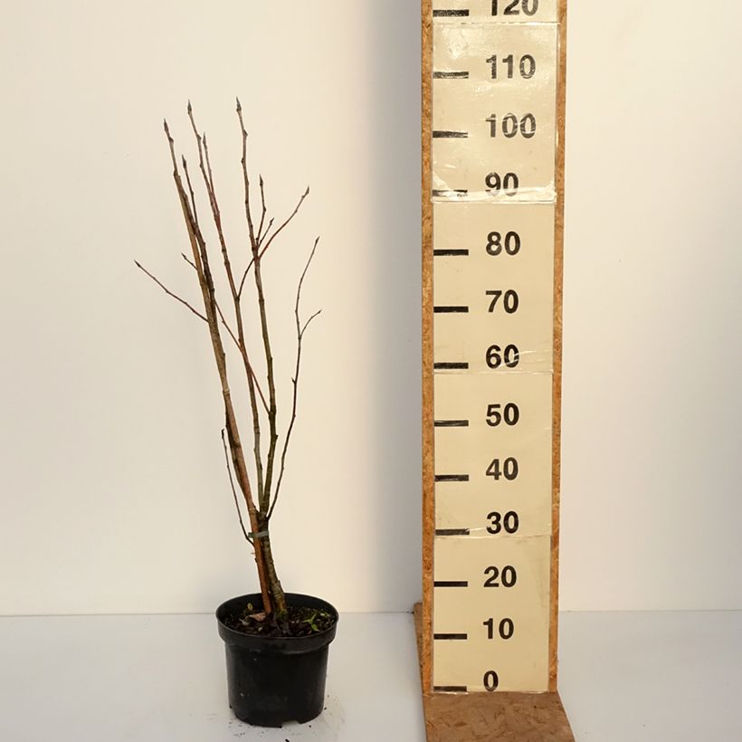 Amostra de Sorbus matsumurana - Sorveira Vaso de 4 L/5 L, Haste tal como entregue no outono