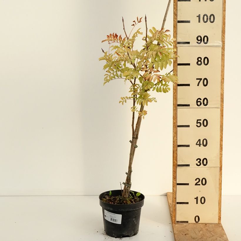 Amostra de Sorbus matsumurana - Sorbier Vaso de 4 L/5 L tal como entregue no verão