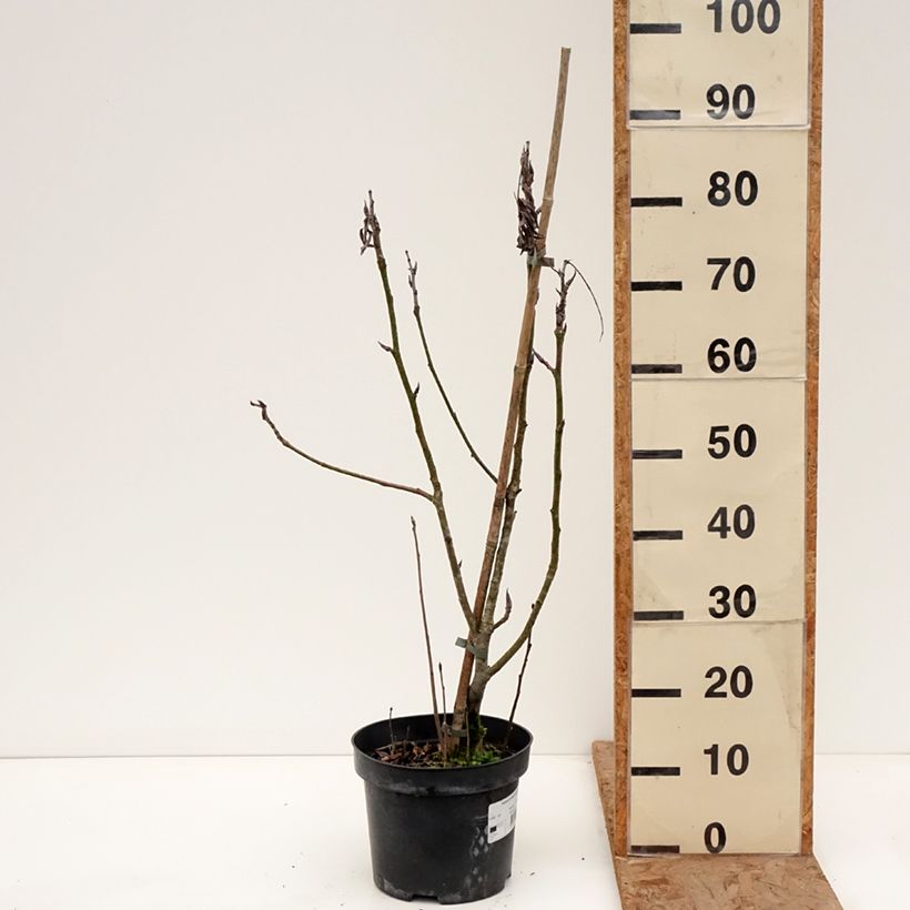 Amostra de Sorbus matsumurana - Sorveira Vaso de 4 L/5 L, Haste tal como entregue no inverno