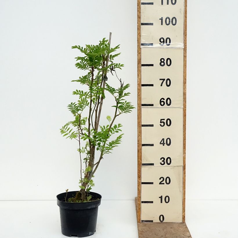 Amostra de Sorbus matsumurana - Sorveira Vaso de 4 L/5 L, Haste tal como entregue na primavera