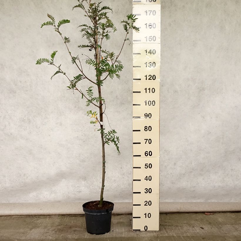 Amostra de Sorbus scalaris - Sorveira-de-folhas-de-feto Vaso de 7,5 L/10 L tal como entregue no verão