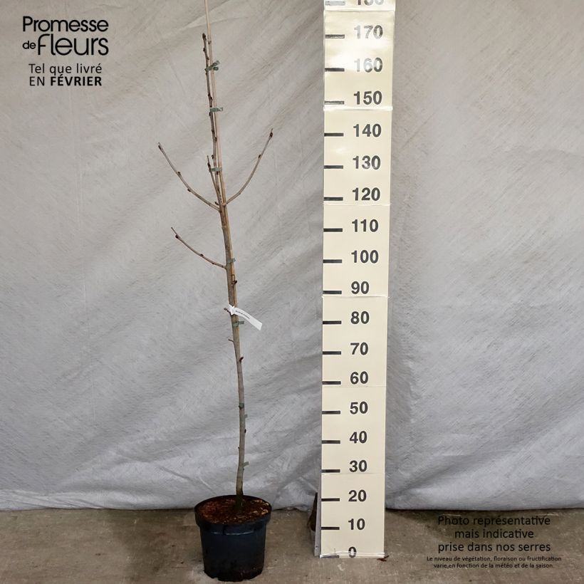 Amostra de Sorbus scalaris - Sorveira-de-folhas-de-feto Vaso de 7,5 L/10 L tal como entregue no inverno
