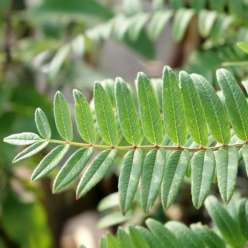 Sorbus scalaris - Sorveira-de-folhas-de-feto (Folhagem)