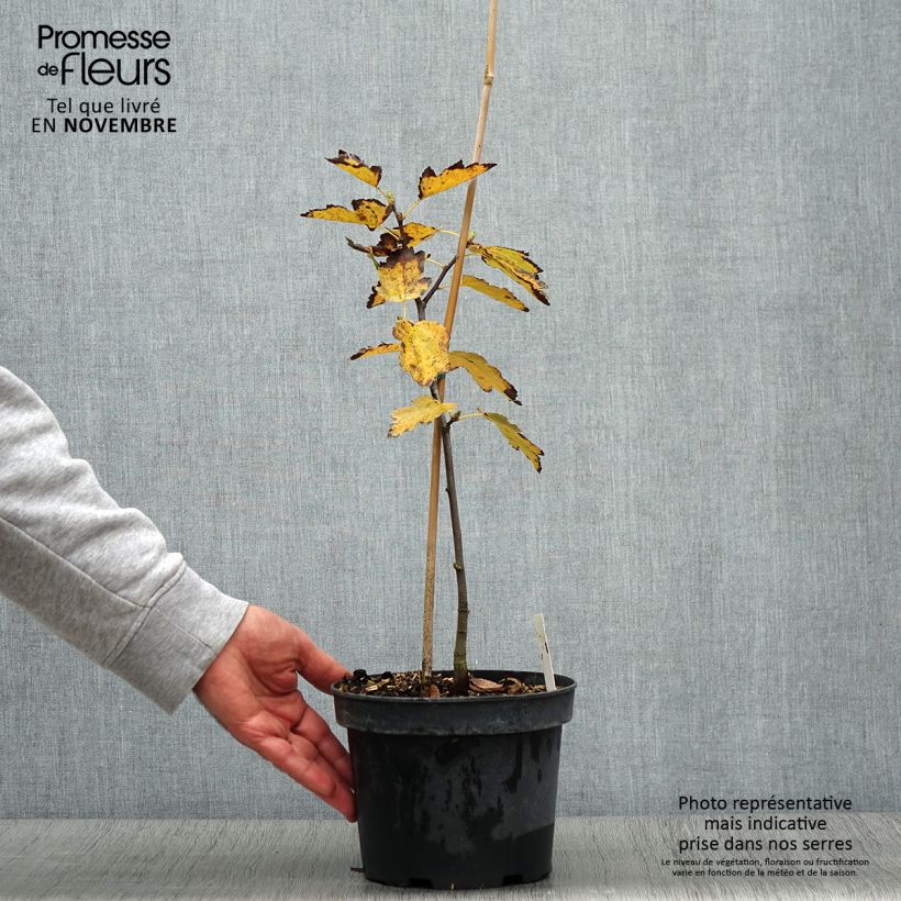 Amostra de Sorbus torminalis - Sorveira-bastarda Vaso de 3 L/4 L tal como entregue no outono