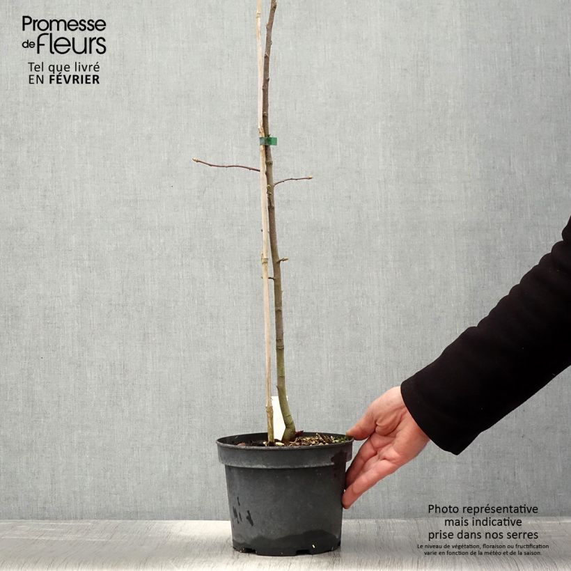 Amostra de Sorbus torminalis - Alisier des Bois Pot de 3L/4L tal como entregue no inverno