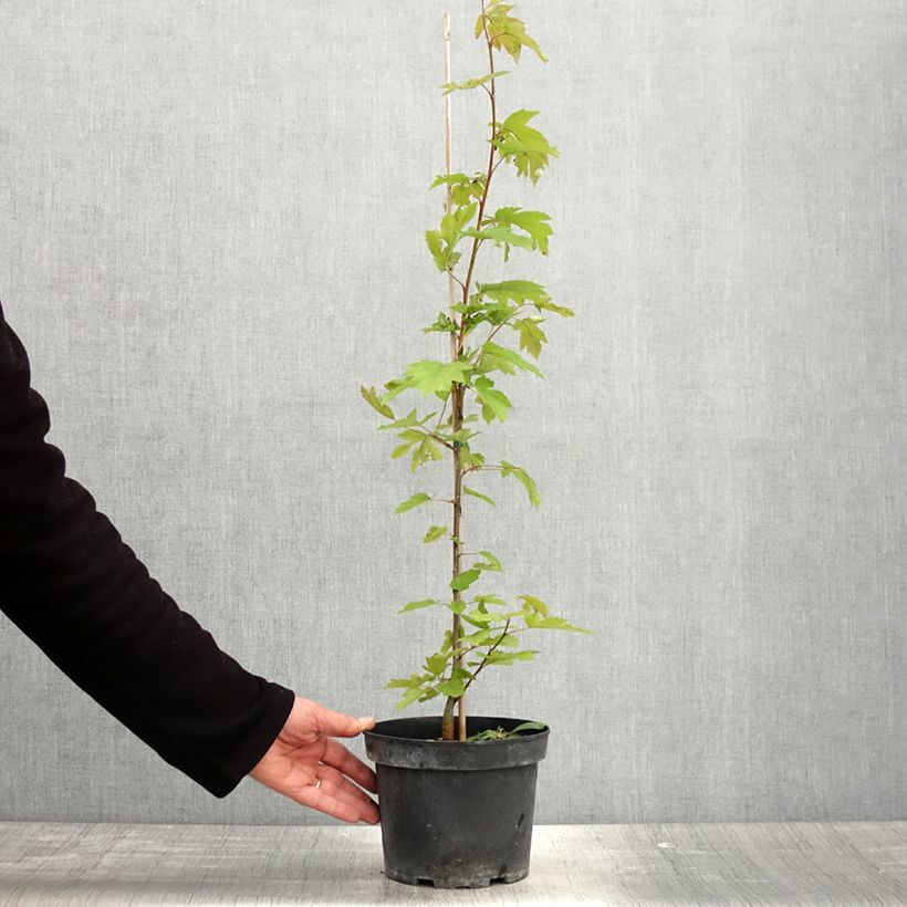 Amostra de Sorbus torminalis - Sorveira-bastarda Vaso de 3 L/4 L tal como entregue na primavera