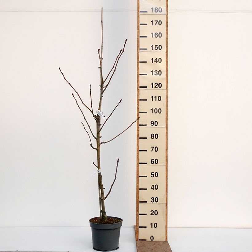 Amostra de Sorbus wilfordii - Sorveira-do-japão Vaso de 7,5 L/10 L tal como entregue no inverno