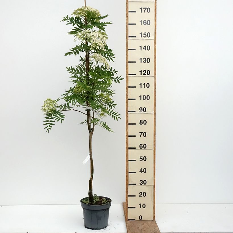 Amostra de Sorbus wilfordii - Sorveira-do-japão Vaso de 7,5 L/10 L tal como entregue na primavera