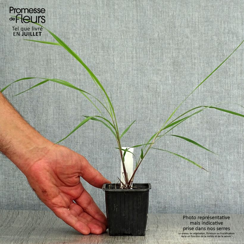 Amostra de Sorghastrum nutans Vaso de 8/9 cm tal como entregue no verão