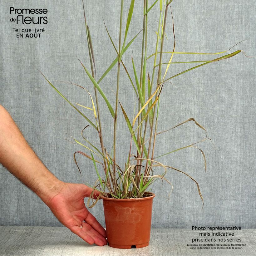 Amostra de Sorghastrum nutans Sioux Blue Vaso de 1 L/1,5 L tal como entregue no verão