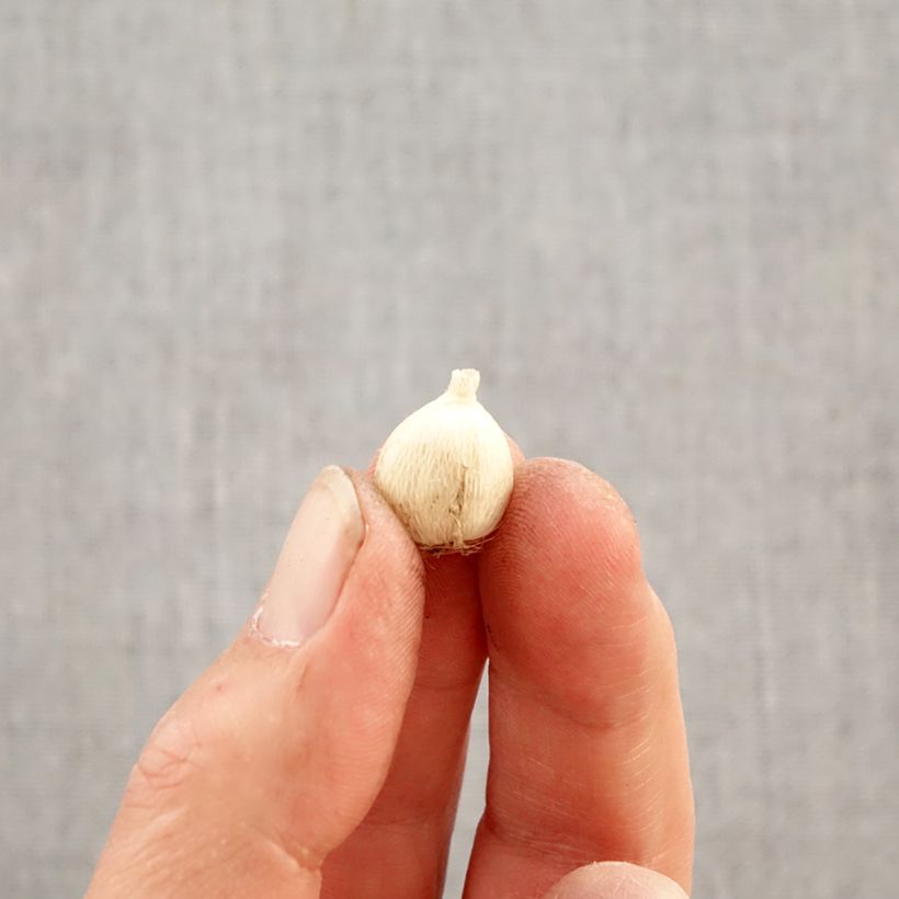 Amostra de Sparaxis tricolor Mix Bulbo Calibre 4+ tal como entregue na primavera