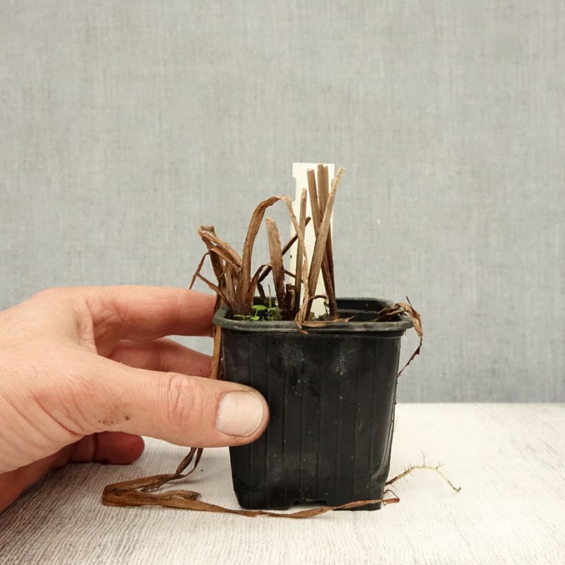Amostra de Sparganium erectum Vaso de 8/9 cm tal como entregue no outono