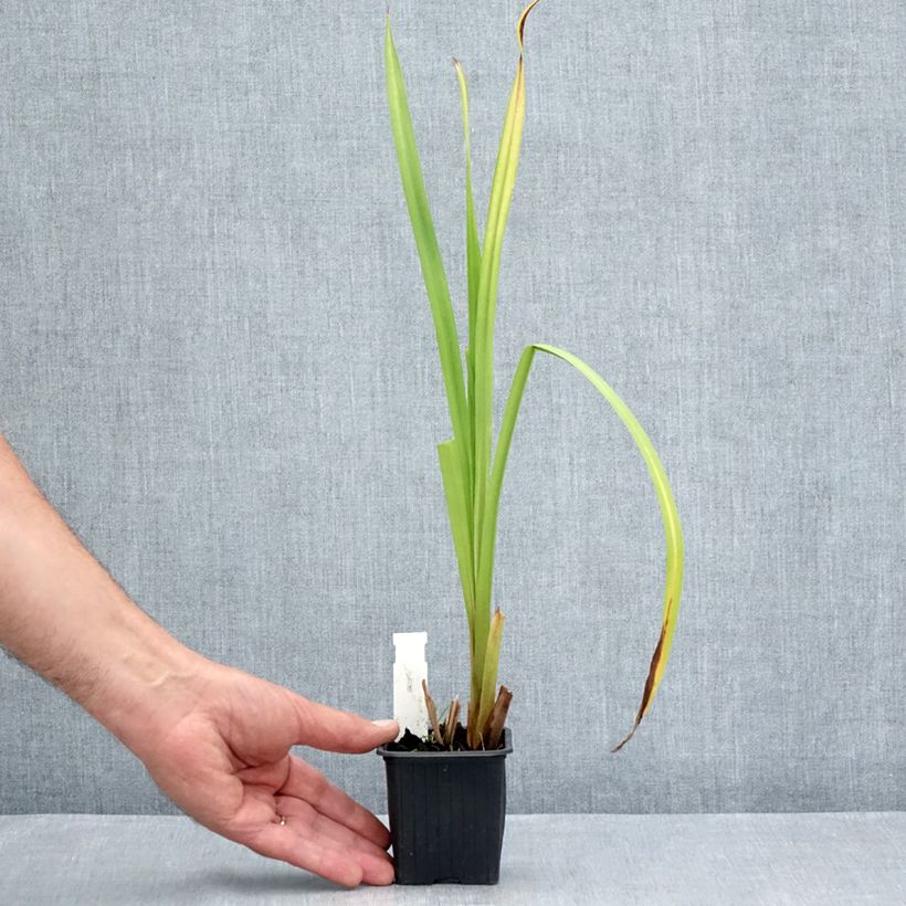 Amostra de Sparganium erectum Vaso de 8/9 cm tal como entregue no verão