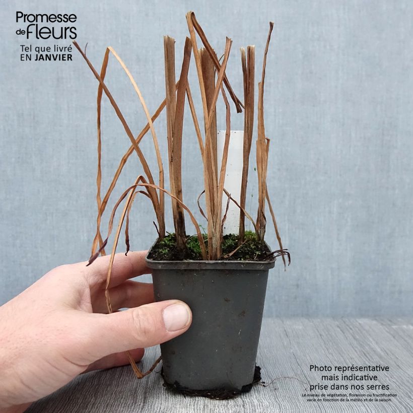 Amostra de Sparganium erectum (= ramosum) - Ruban d'eau, Rubannier dressé  Godet de 8/9 cm tal como entregue no inverno