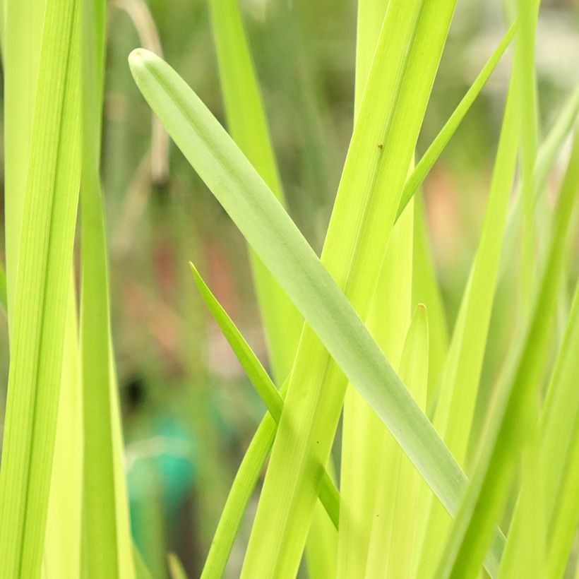 Sparganium erectum (Folhagem)