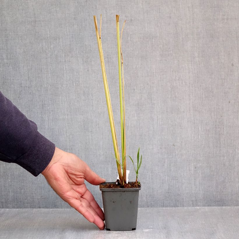 Amostra de Spartina pectinata Aureomarginata Vaso de 8/9 cm tal como entregue no outono