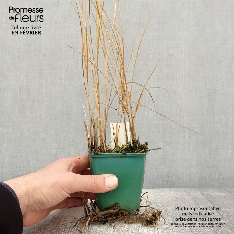 Amostra de Spartina pectinata Aureomarginata - Spartine pectinée panachée Godet de 8/9 cm tal como entregue no inverno