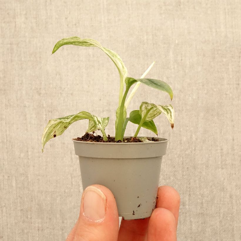 Amostra de Spathiphyllum Sensation - Lírio-da-paz Miniplanta tal como entregue na primavera