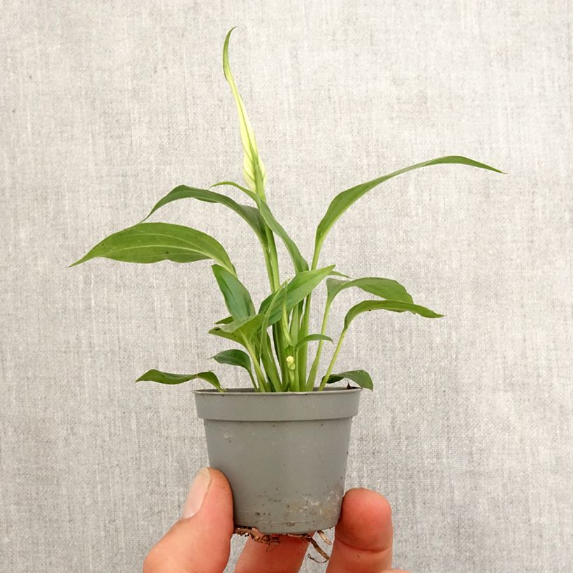 Amostra de Spathiphyllum wallisii Tanni Mini-plante tal como entregue na primavera