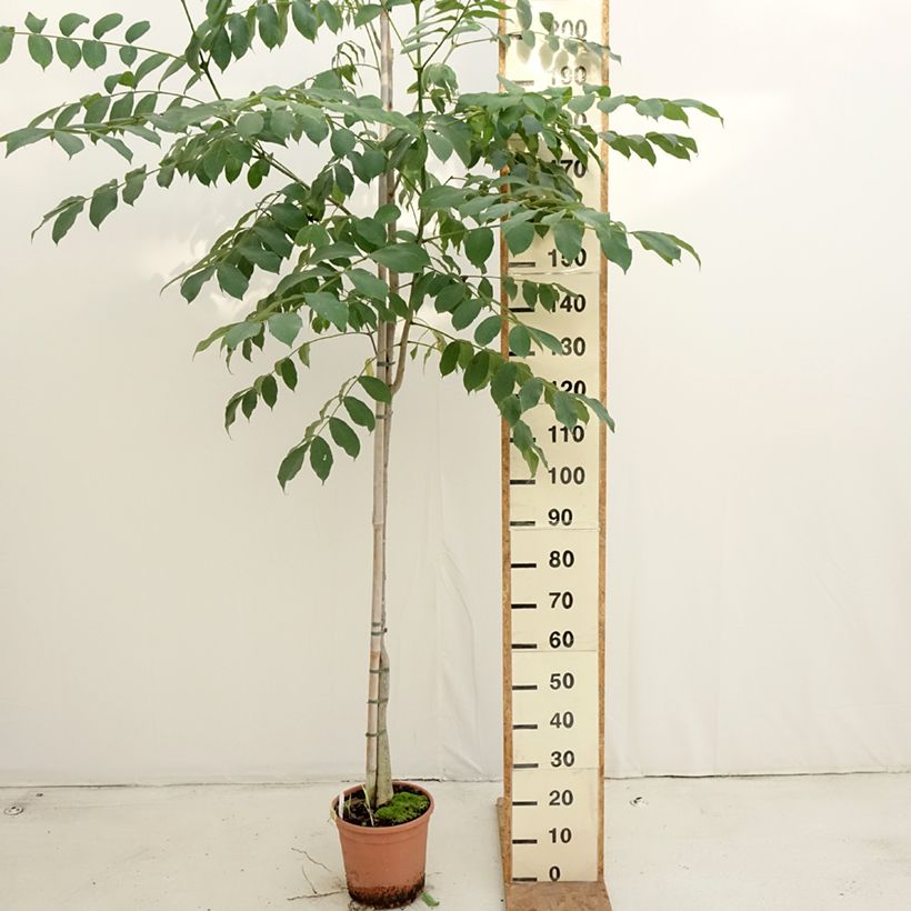 Amostra de Spathodea campanulata Vaso de 7,5 L/10 L tal como entregue no outono