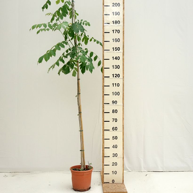 Amostra de Spathodea campanulata Vaso de 7,5 L/10 L tal como entregue no verão