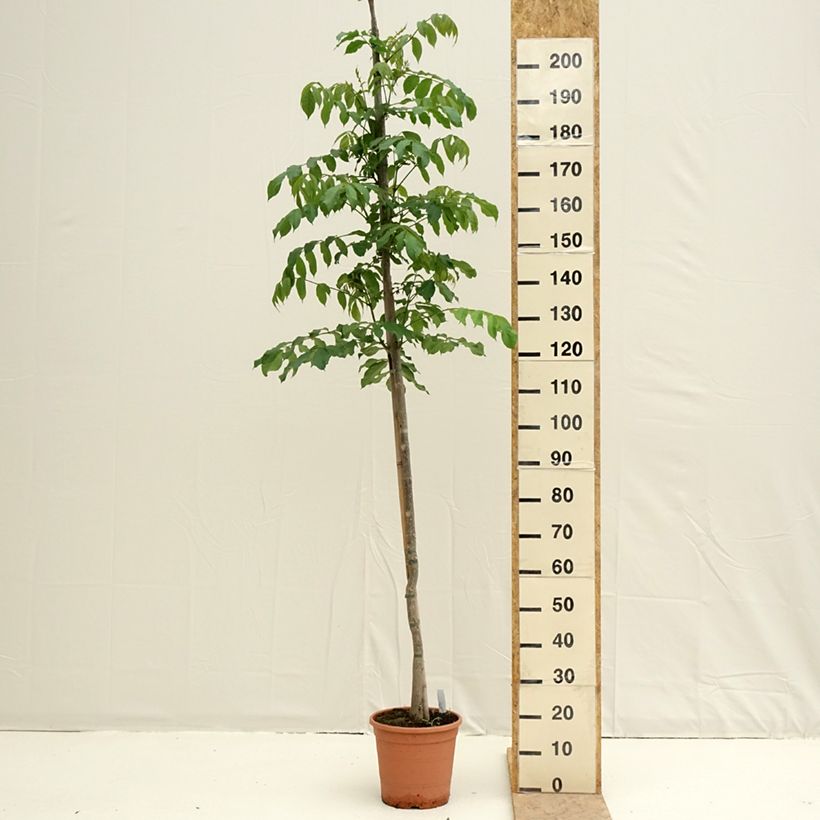 Amostra de Spathodea campanulata - Tulipier du Gabon Vaso de 7,5 L/10 L tal como entregue na primavera