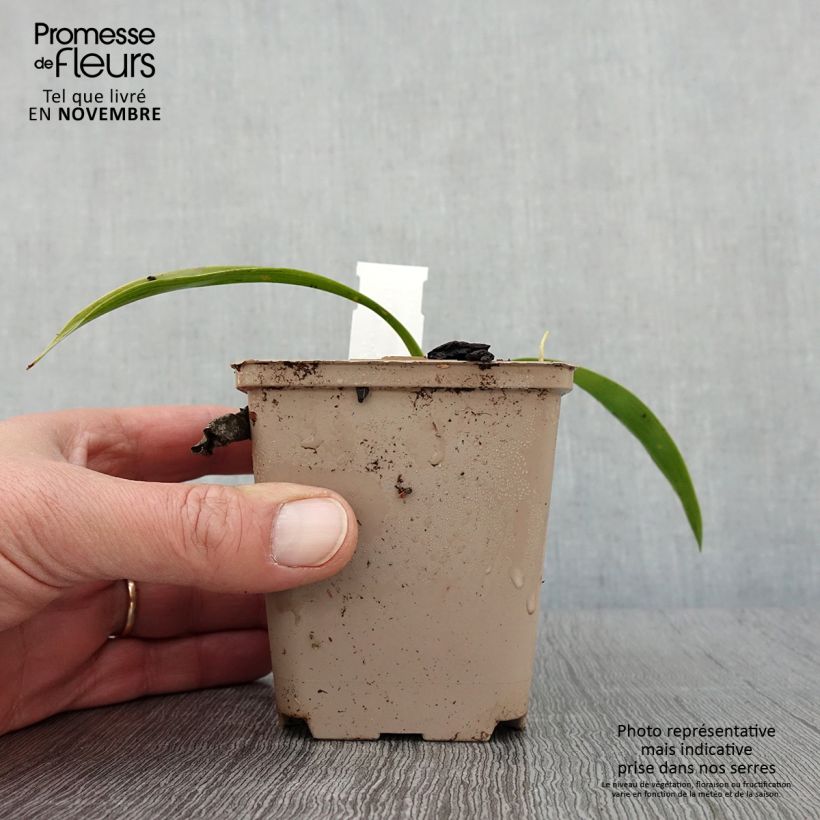 Amostra de Speirantha convallarioides Vaso de 8/9 cm tal como entregue no outono