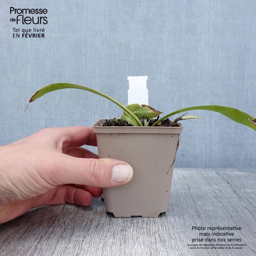 Amostra de Speirantha convallarioides - Muguet de Chine Godet de 8/9 cm tal como entregue no inverno