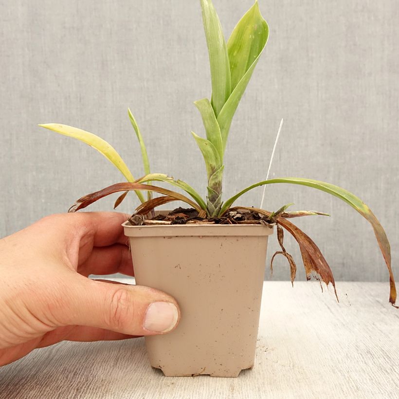 Amostra de Speirantha convallarioides Vaso de 8/9 cm tal como entregue na primavera