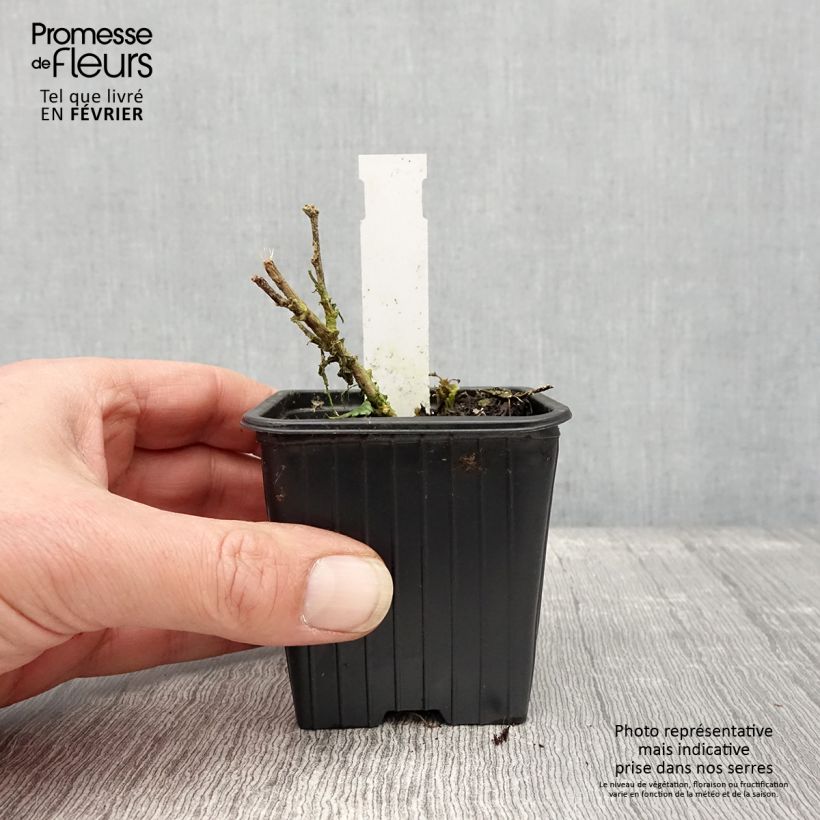 Amostra de Sphaeralcea hybride Charmeuse - Mauve du Désert Godet de 8/9 cm tal como entregue no inverno