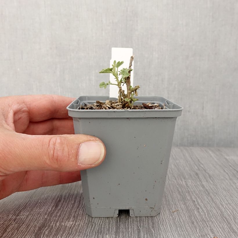 Amostra de Sphaeralcea Charmeuse Vaso de 8/9 cm tal como entregue na primavera