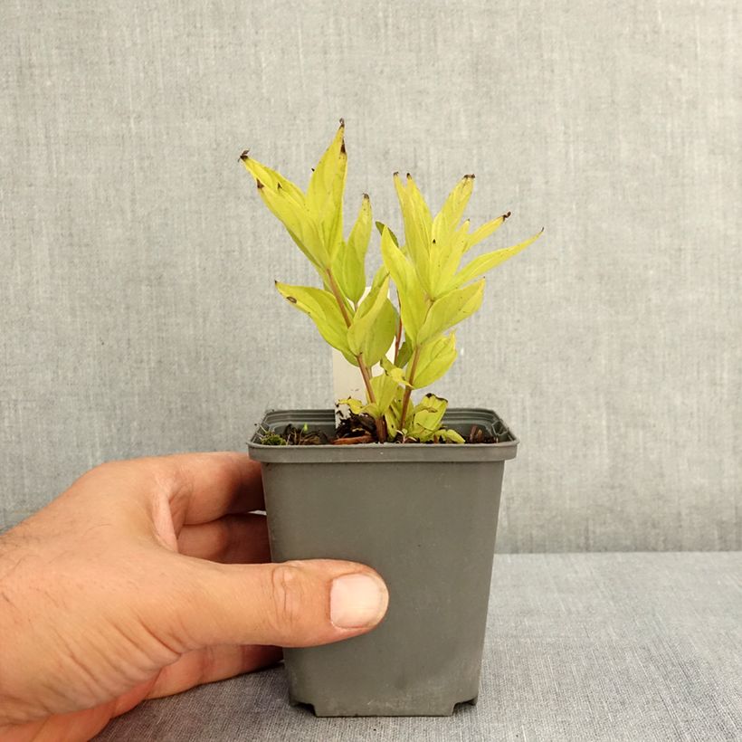 Amostra de Spigelia marilandica Little Red Head Vaso de 8/9 cm tal como entregue no verão