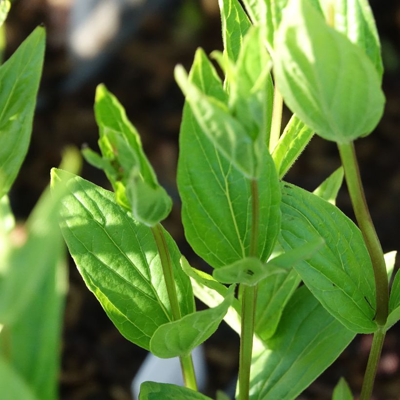 Spigelia marilandica (Folhagem)