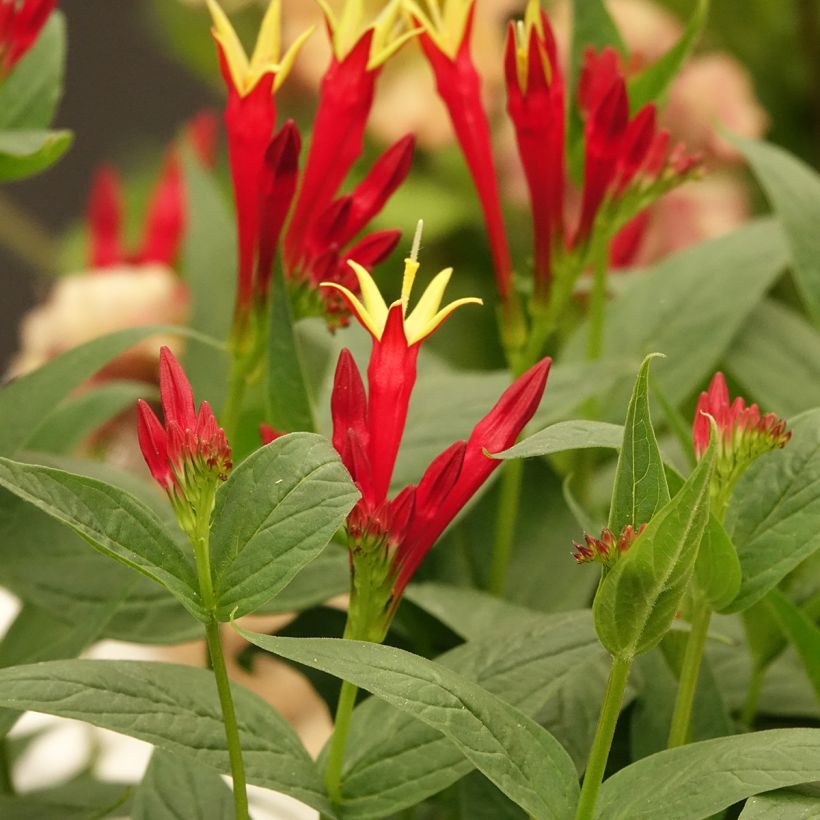 Spigelia marilandica (Floração)