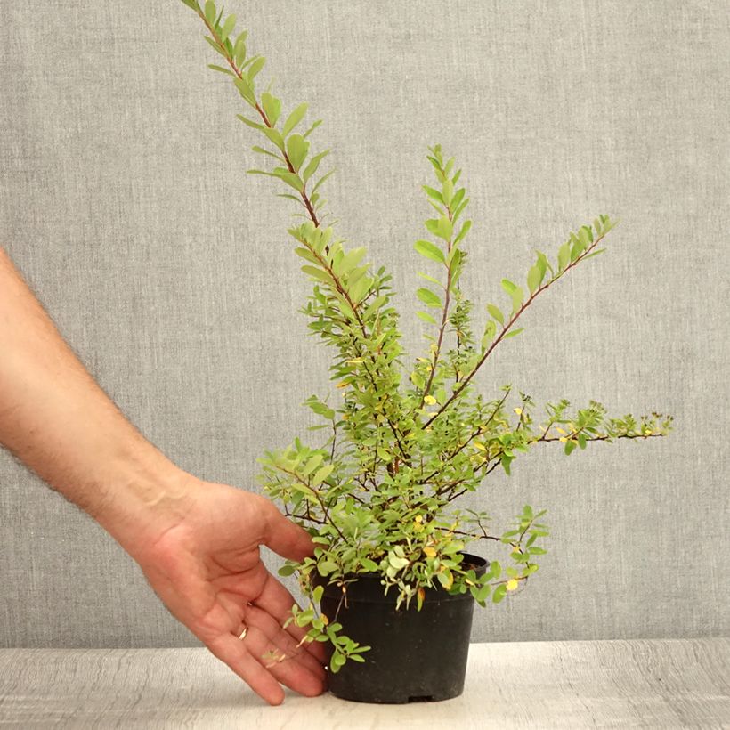 Amostra de Spiraea arguta Vaso de 1 L/1,5 L tal como entregue no verão