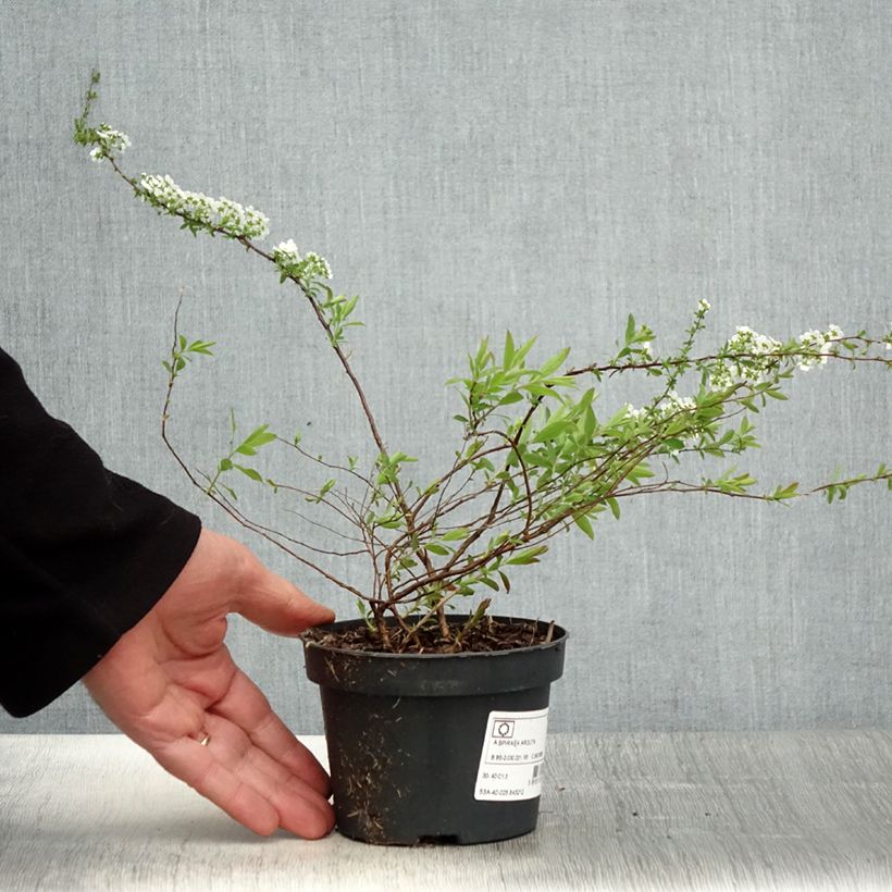 Amostra de Spiraea arguta Vaso de 1 L/1,5 L tal como entregue na primavera