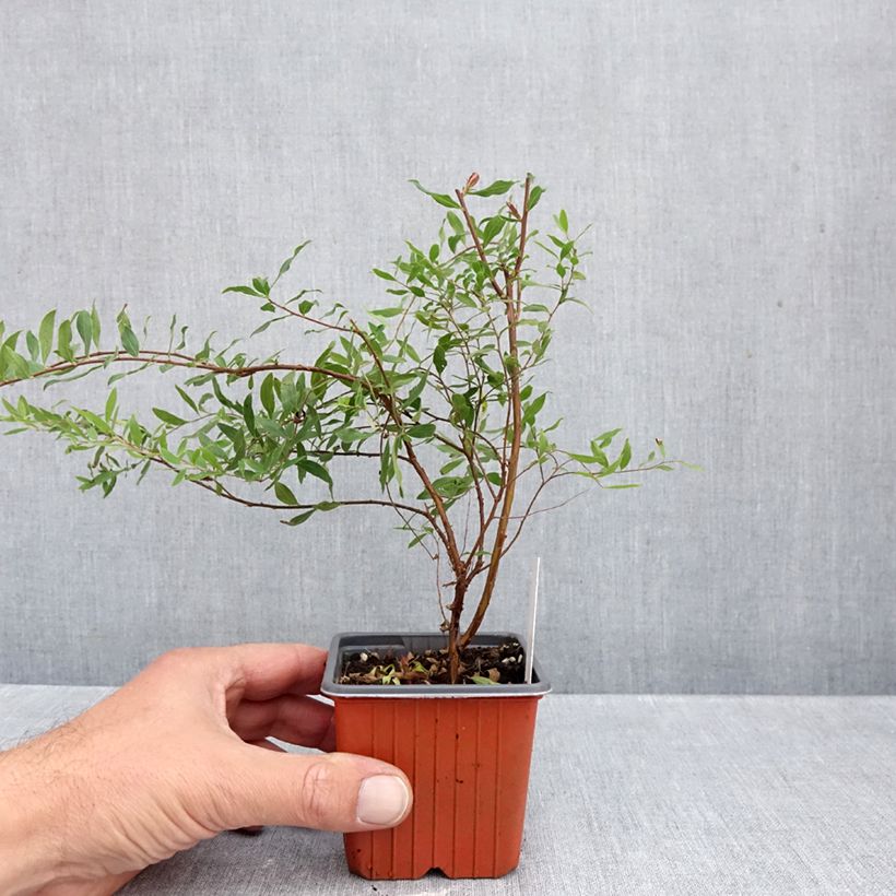 Amostra de Spiraea arguta Vaso de 8/9 cm tal como entregue no outono