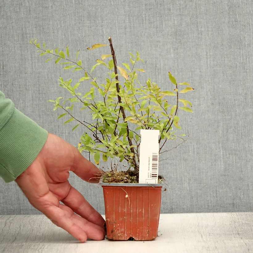 Amostra de Spiraea arguta Vaso de 8/9 cm tal como entregue no verão