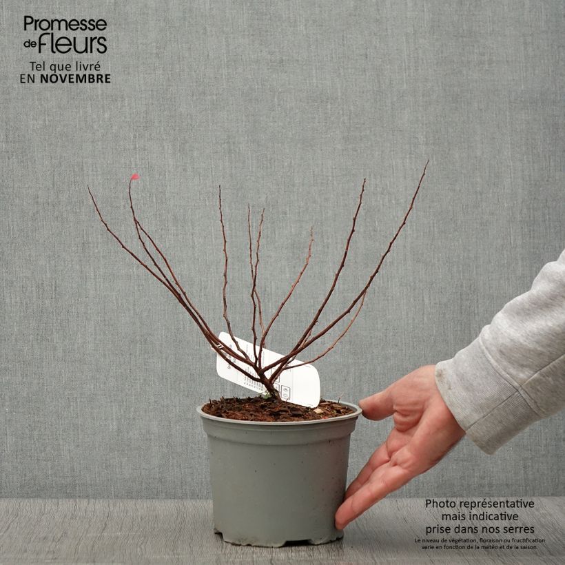 Amostra de Espireia Island - Spiraea betulifolia Vaso de 2 L/3 L tal como entregue no outono