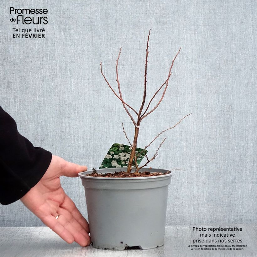 Amostra de Spiraea betulifolia Island - Spirée à feuilles de bouleau Vaso de 2 L/3 L tal como entregue no inverno