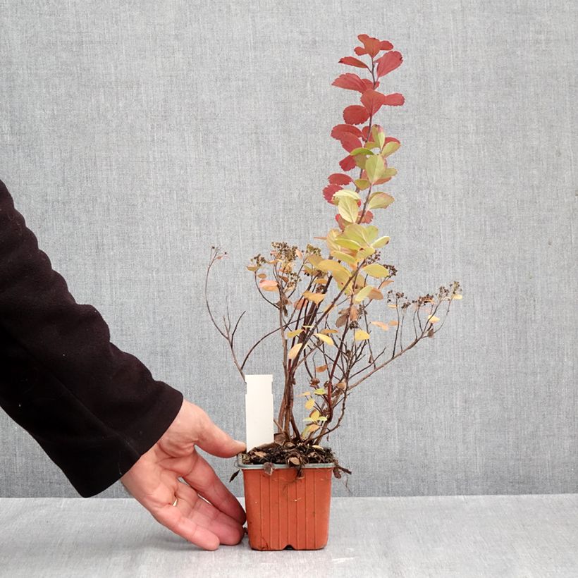 Amostra de Espireia Island - Spiraea betulifolia Vaso de 8/9 cm tal como entregue no outono