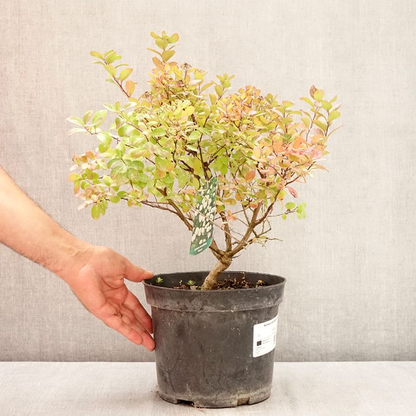 Amostra de Espireia Island - Spiraea betulifolia Vaso de 2 L/3 L tal como entregue no verão