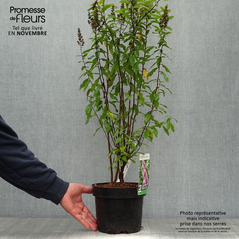 Amostra de Spiraea billardii Vaso de 3 L/4 L tal como entregue no outono